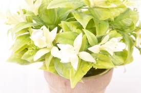 Plantita maceta simil ceramica flor blanca 3213 (1)5.jpg